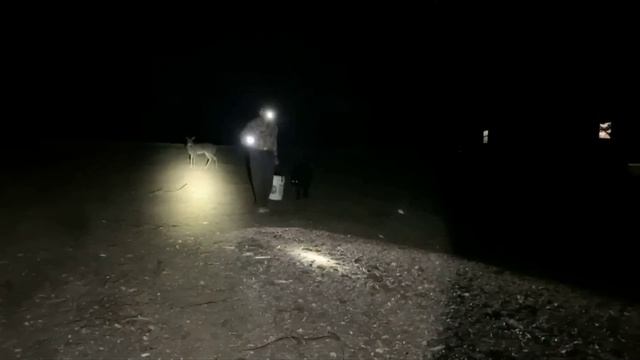 Farming at Midnight for Lucy! смотреть онлайн