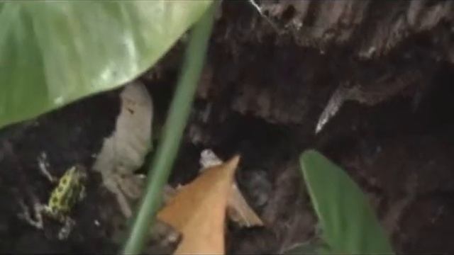 Isla Colon - La Gruta Pumilio Habitat смотреть онлайн