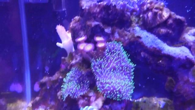Результат борьбы с нитчатыми водорослями в морском аквариуме Флюконазолом смотреть онлайн