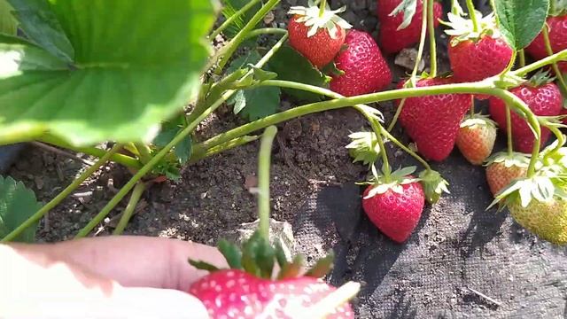 Клубника Аврора Карима обзор и дегустация смотреть онлайн