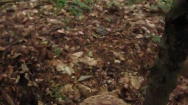 Bedla vysoká - Macrolepiota procera смотреть онлайн