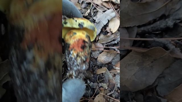 Грибы в Израиле - 'פטריות בישראל -גושית ססגונית חלק א - Cupreoboletus poikilochromus смотреть онлайн