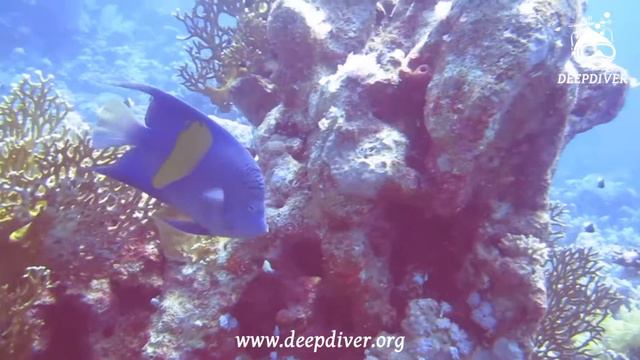 Дайвинг в Шарм эль Шейхе Jackfish Alley смотреть онлайн