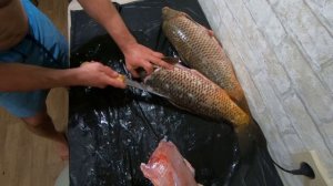 Разделка сазана на филе. Показываю три простых способа разделки рыбы. Рыбалка на амуре