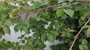 Ежевика первый год плодоношения. Мои впечатления. Ленинградская область. 07.09.2021