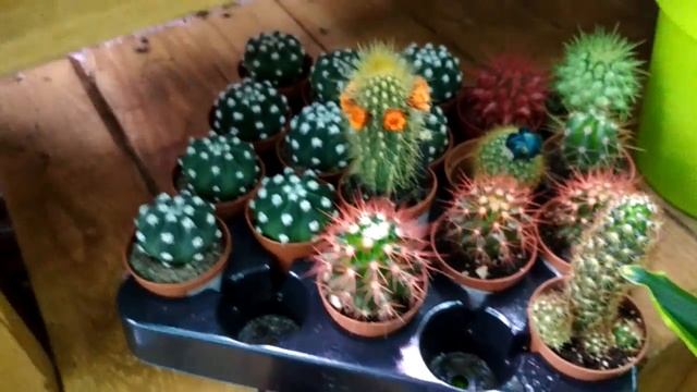 Необычные цвета кактусов!Unusual colors of cacti! смотреть онлайн