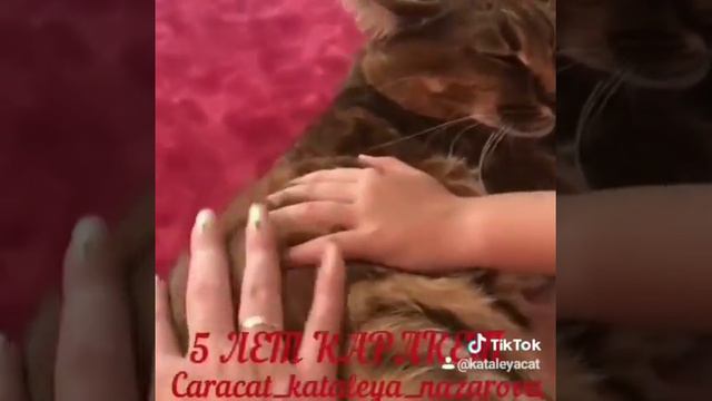 Поздравление с 5-летием "породы Каракет" от наших дорогих владельцев каракетов смотреть онлайн