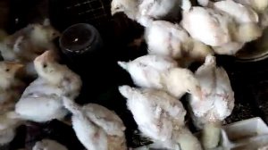 цыплятам бройлеров 2 недели. Растут нормально. Первое хозяйство. Из города в деревню.