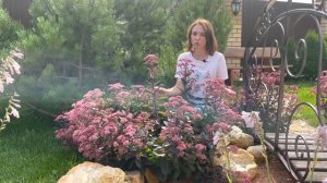 Очиток видный в саду