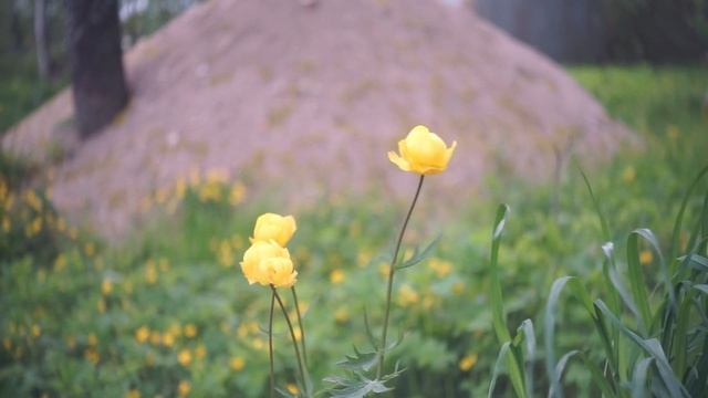 Тест объектива Индустар-50: еще один зеркальный Индустар | молчаливый обзор смотреть онлайн