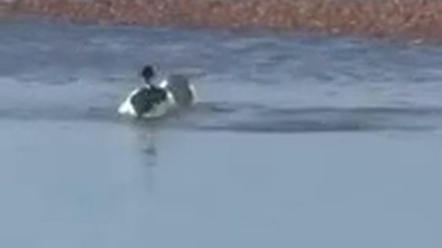 Красивый танец капюшонных поганок под музыку Шакиры. смотреть онлайн