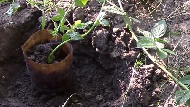 Ежевика. Как размножить кусты ежевики?! смотреть онлайн