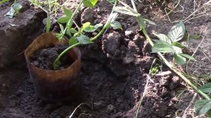 Ежевика.  Как размножить кусты ежевики?!