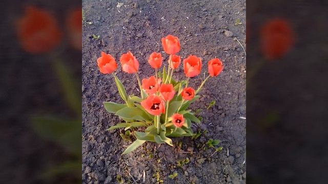 Вальс весны смотреть онлайн