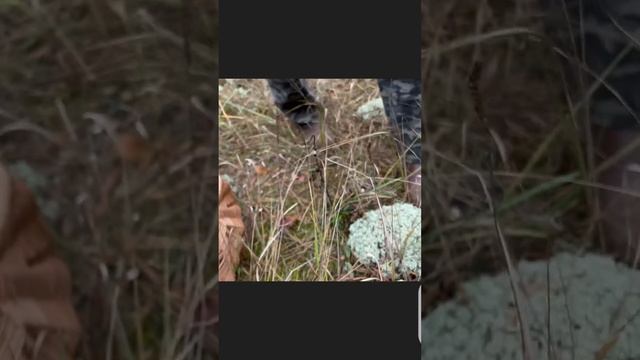 Рыжики растут по ЯГЕЛЮ ! Удивительно !