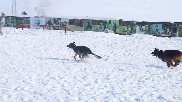 Супер злые собаки, 17-02-2019 ОЦССС! смотреть онлайн