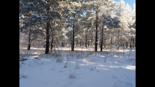 Звуки зимнего леса смотреть онлайн