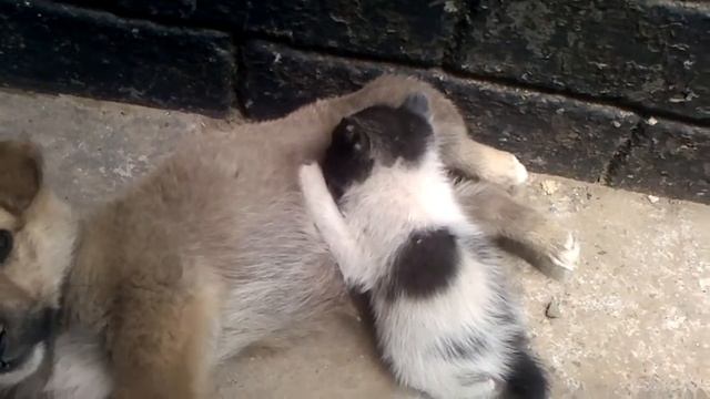 котенок любит щенка))) смотреть онлайн