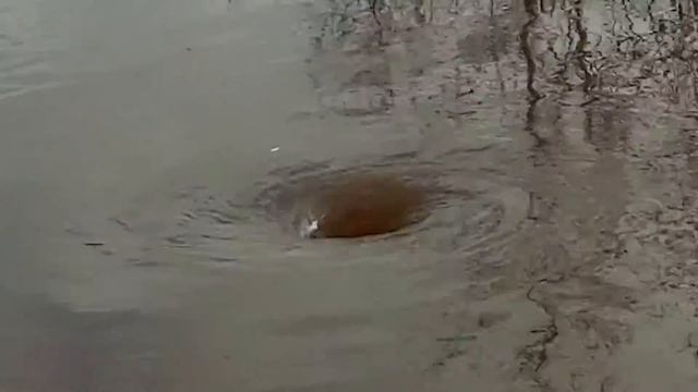 Мульково засасывает в воронку смотреть онлайн
