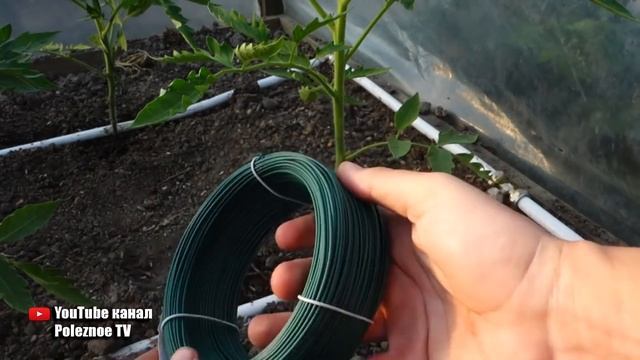 ТАКАЯ ПОДВЯЗКА ТОМАТОВ ВЫДЕРЖИТ ЛЮБОЙ УРОЖАЙ БЫСТРО КРЕПКО И ЛЕГКО смотреть онлайн