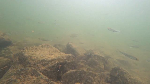 Подводная съёмка в Томи. Окунь - чебак - уклейка. смотреть онлайн