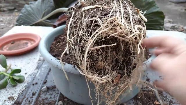 ?пересадка огромной? Алоказии Регал Шилдс? #алоказия #пересадка #регалшилдс #комнатныецветы #цветы смотреть онлайн