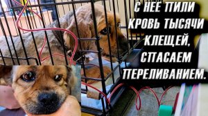 ПЕРЕЛИВАНИЕ КРОВИ для Джесси и Хаски длилось 8 часов?Диагноз — Пироплазмоз! у обоих