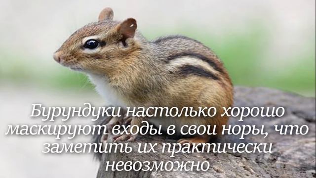Бурундук. Интересно знать смотреть онлайн