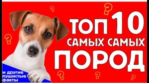 Пушистые факты
