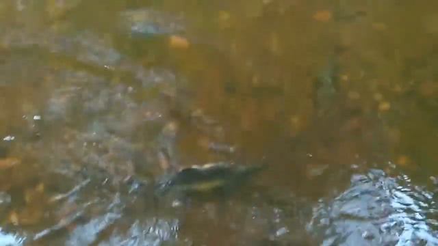 Рыба идёт на нерест смотреть онлайн