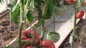 Винный болгарский великан