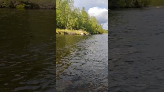 Кольский полуостров.Летняя рыбалка. Кумжа на спиннинг. смотреть онлайн