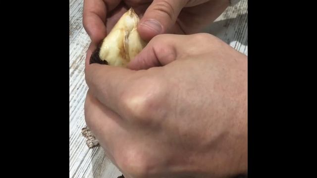 Фрукт Салак Зміїний Фрукт смотреть онлайн