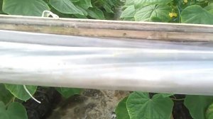 Второй оборот огурец Герман 2июля