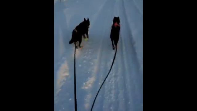 Skiing Nordic style with dogs. смотреть онлайн