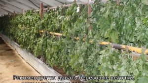 Какие ветки можно давать кроликам