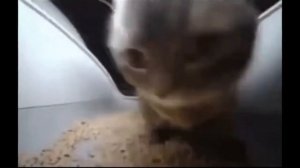 Кот качает головой - мем