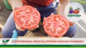 СУПЕРУРОЖАЙНЫЕ, МЯСИСТЫЕ, КРУПНЫЕ И ВКУСНЫЕ ПОМИДОРЫ КАСТЕЛЬЯНО F1