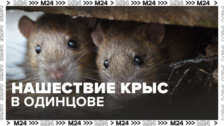 Жители Одинцова пожаловались на нашествие крыс - Москва 24
