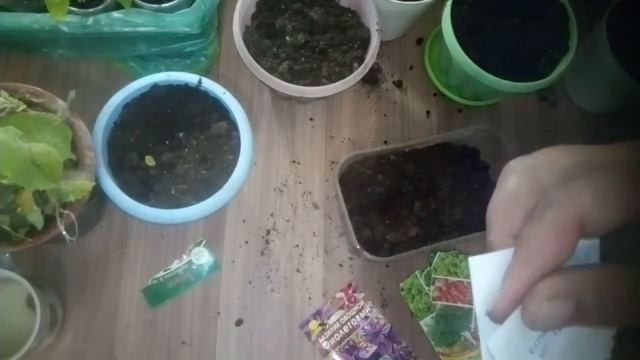 Домашниму огороду быть. Часть 1. Посадили дома мяту, перец, томаты на зиму и всякую зелень. Физалис смотреть онлайн