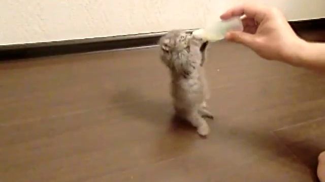 Маленький котенок пьет из бутылочки смотреть онлайн