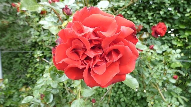Rote Kletterrose Messire, Delbard 1976 Roseraie – Rosen Garten Pitten Rosarium – Jakob Hofer FZ82/8