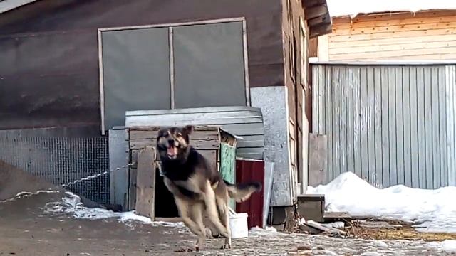 Как пёс снимается с цепи смотреть онлайн
