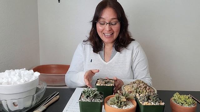 Titanopsis, aloinopsis, faucaria, tylecodon y fenestraria cuidados смотреть онлайн