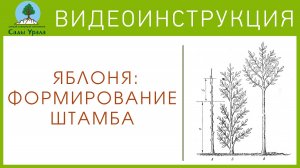 Яблоня: формирование штамба