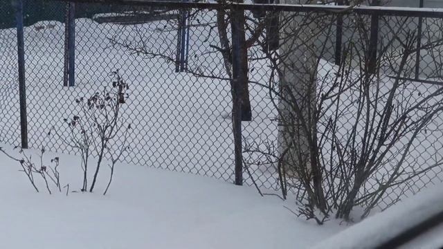 снег, зима, метель смотреть онлайн