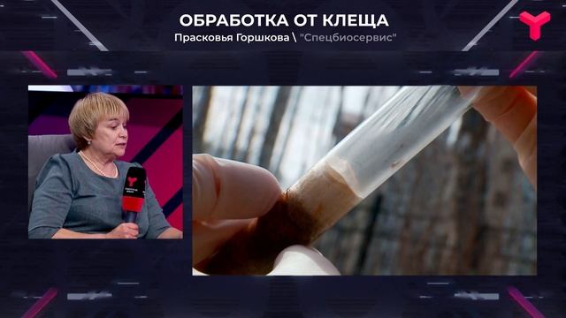 Как обработать дачу от клещей самостоятельно смотреть онлайн