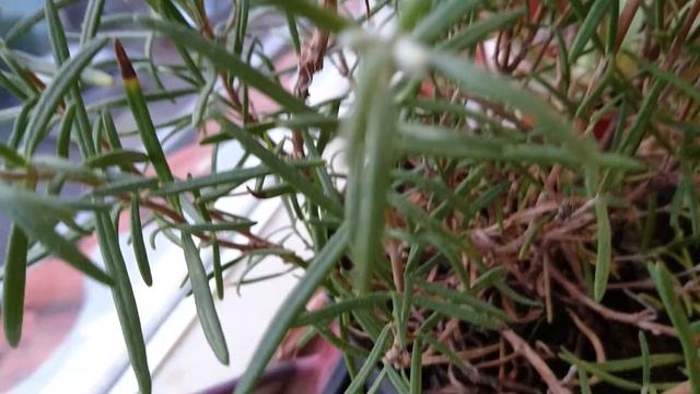 Rosemary (Rosmarinus Officinalis) Blooms