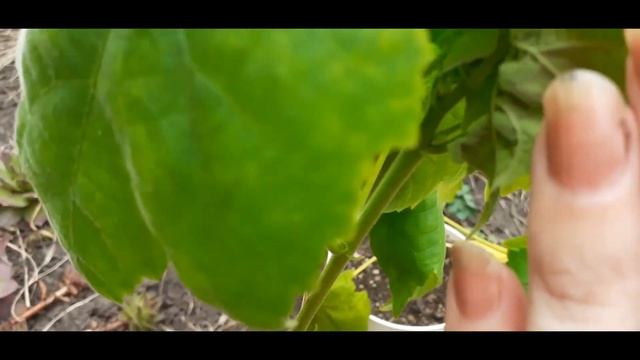 Хлороз у абутилона вылечил открытый грунт!