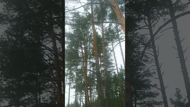 У леса на опушке жила Зима в избушке... смотреть онлайн